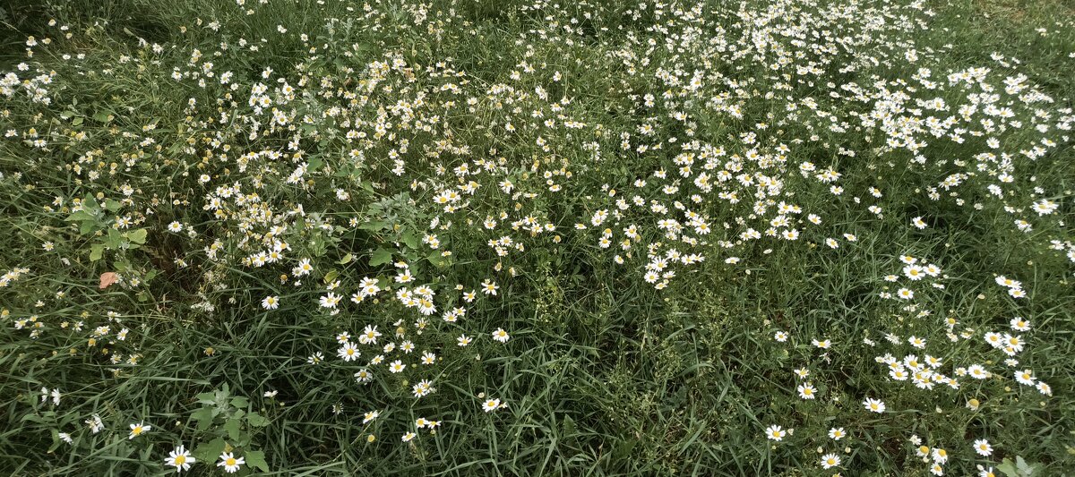 Ромашковая полянка - Olga Oskolkova