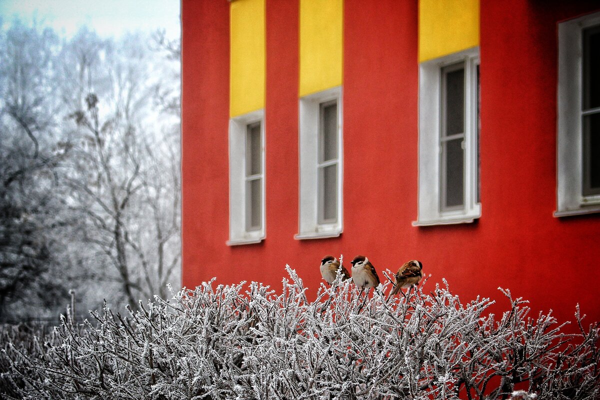 Три девицы под окном, грели перья животом - Алексей Медведев Три девицы под окном, грели перья животом - Алексей Медведев