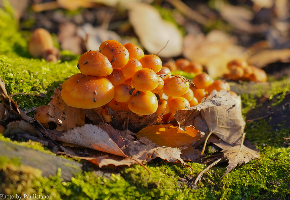 В ноябрьском лесу... - Владимир Жданов В ноябрьском лесу... - Владимир Жданов