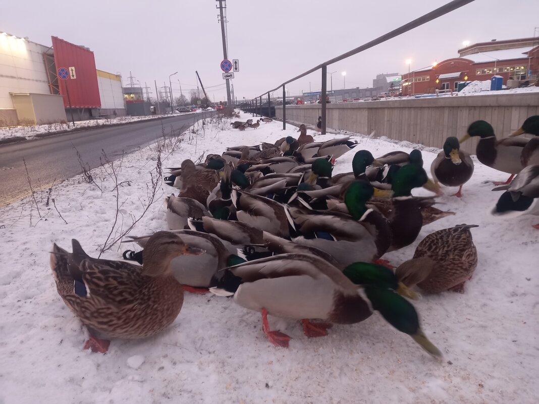 Утки - Сапсан 