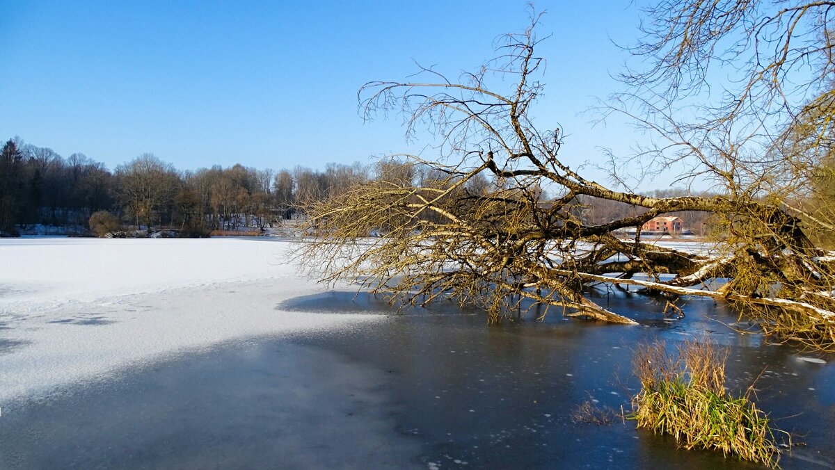 Упал могучий тополь в озеро (репортаж из поездок по области) - Милешкин Владимир Алексеевич 