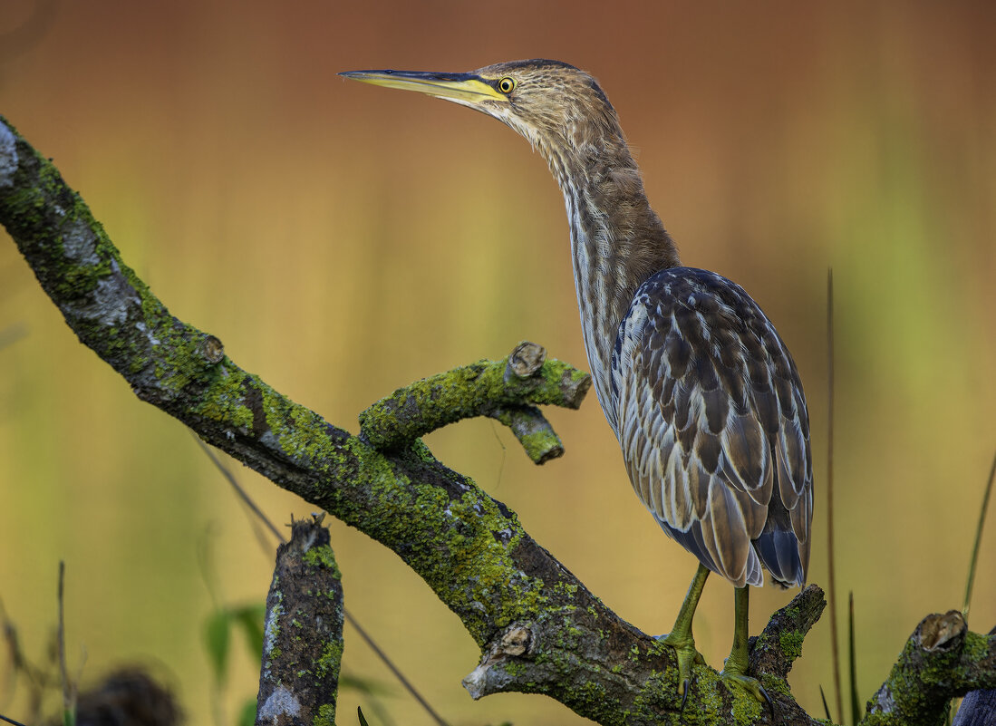 Китайская малая выпь. - Alexander Amromin Китайская малая выпь. - Alexander Amromin