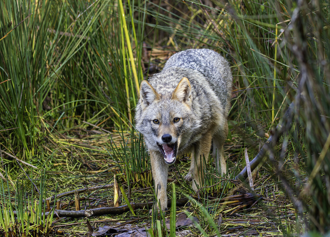 Золотистый шакал. - Alexander Amromin Золотистый шакал. - Alexander Amromin