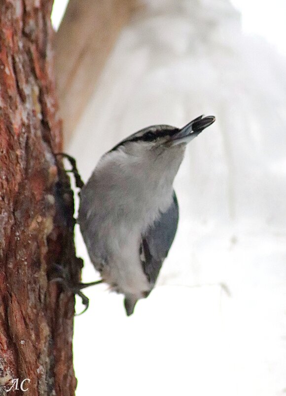 Завтрак поползня - Любовь Сахарова
