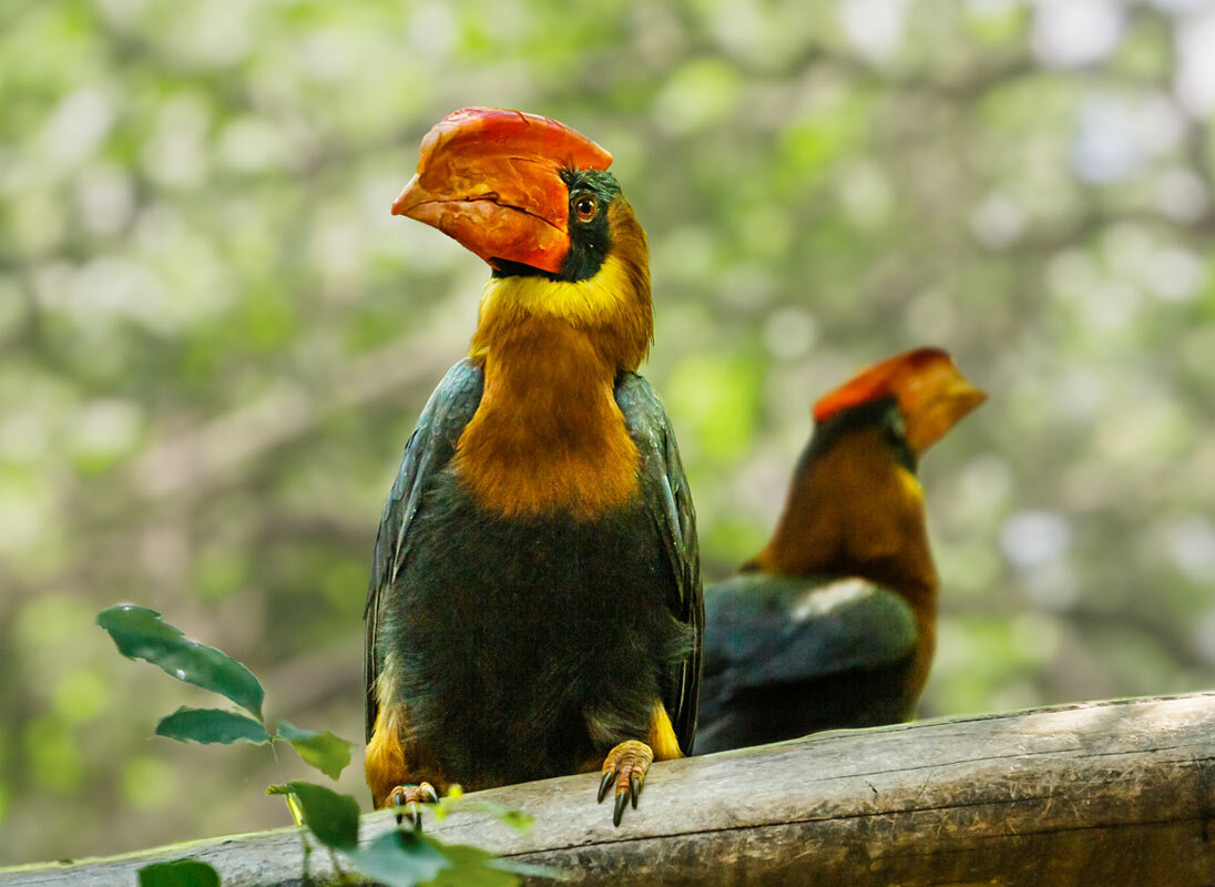 Огненный гомрай - SanSan 