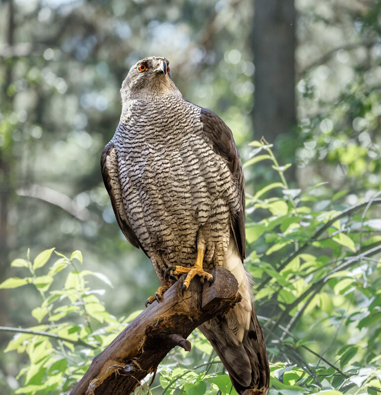 Ястреб - SanSan 