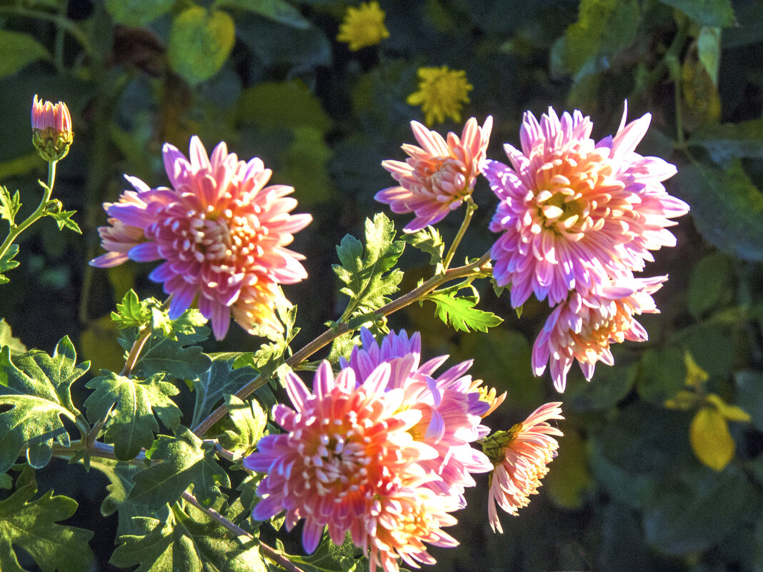 К  солнцу - Валентин Семчишин