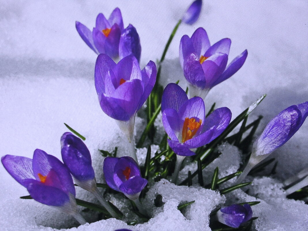 Красота в саду - Людмила Смородинская Красота в саду - Людмила Смородинская