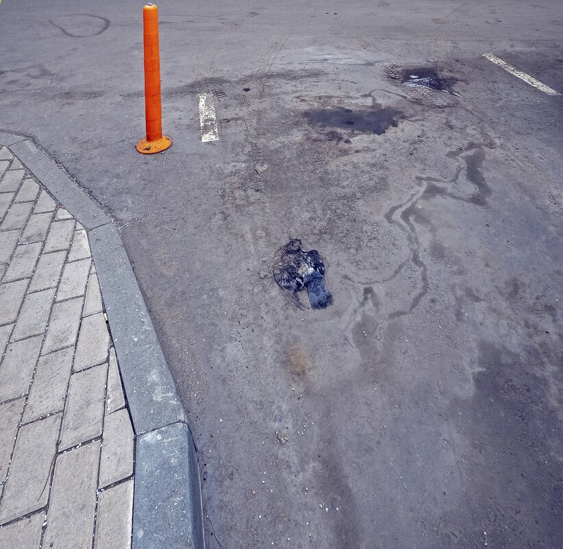 Жалко птичку - Валерий Иванович