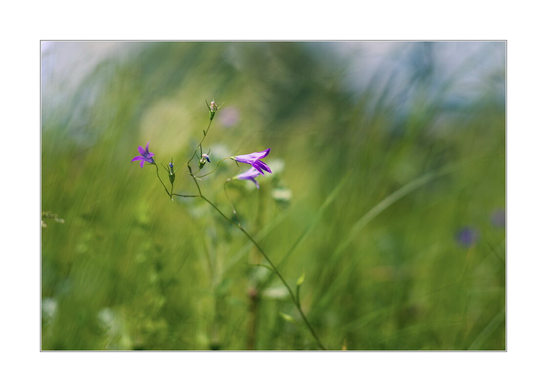 *** - Art __ *** - Art __