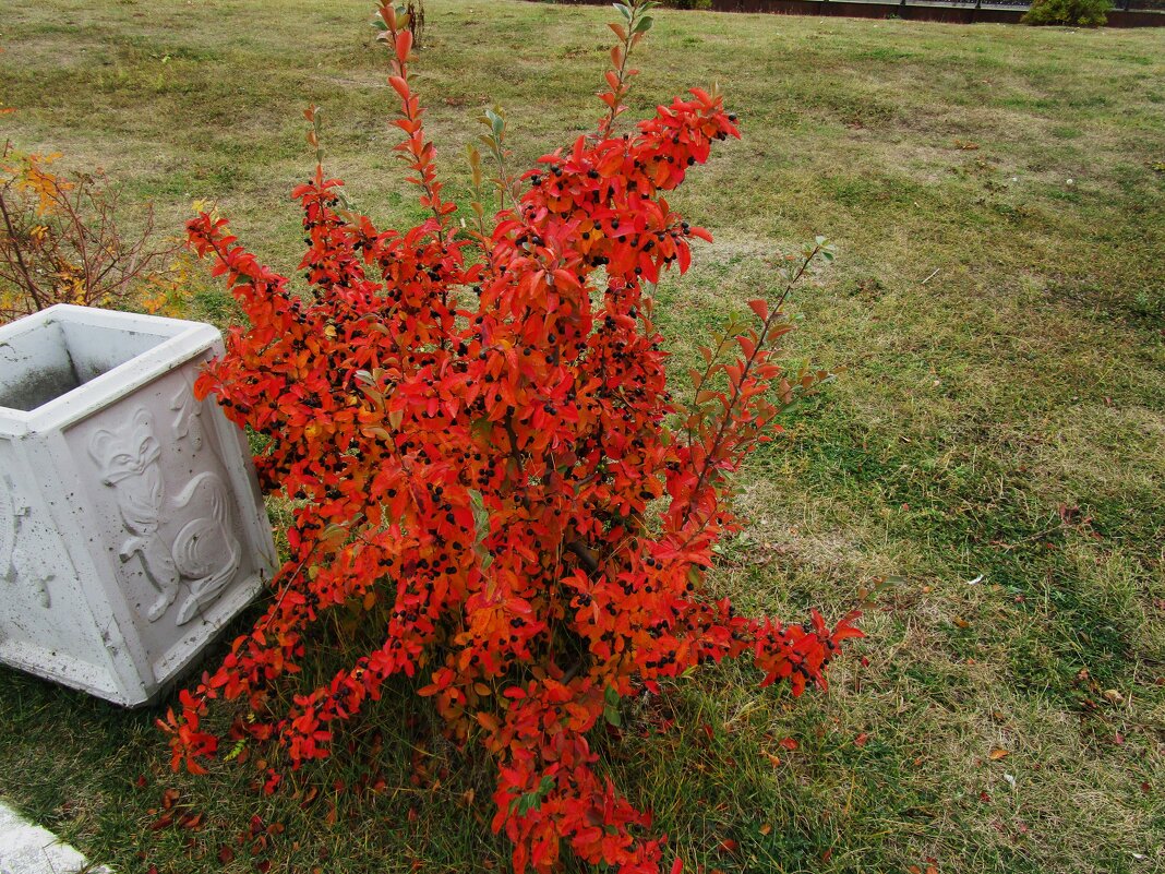 Кустик - Елена Шаламова