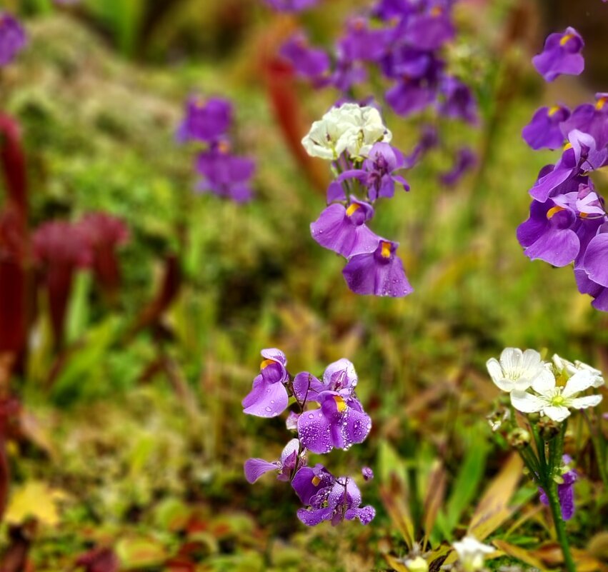 Пузырчатка. Хищное, насекомоядное растение - ИРЭН@ . Пузырчатка. Хищное, насекомоядное растение - ИРЭН@ .