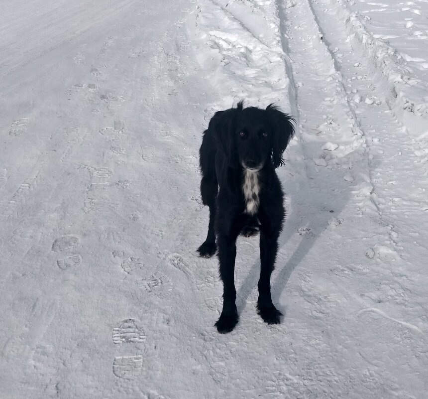 Гончая тазы - Андрей Хлопонин Гончая тазы - Андрей Хлопонин