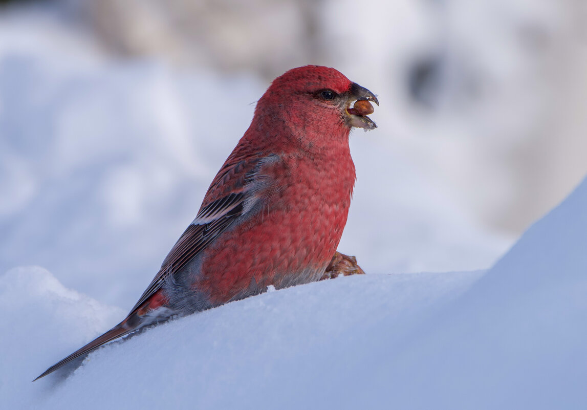 Щур - Виктория Щур - Виктория