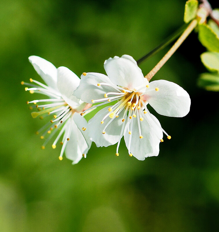 Цветёт вишня (?)/ май - Евгений Цветёт вишня (?)/ май - Евгений