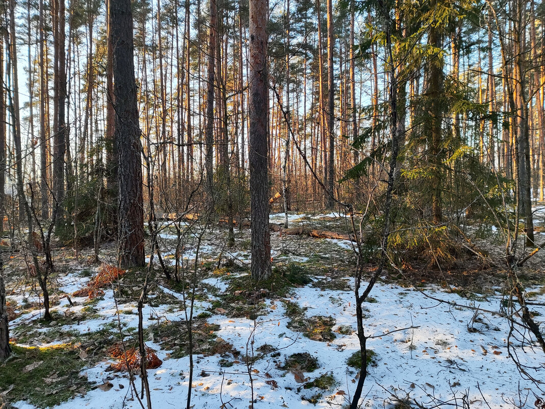 Зимний лес - Денис Бочкарёв Зимний лес - Денис Бочкарёв