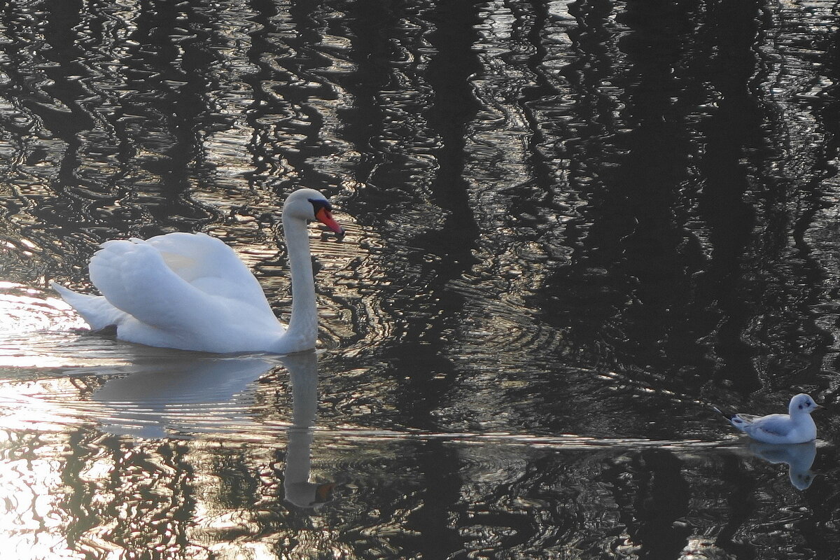 Белый лебедь и чайка - Рита Симонова