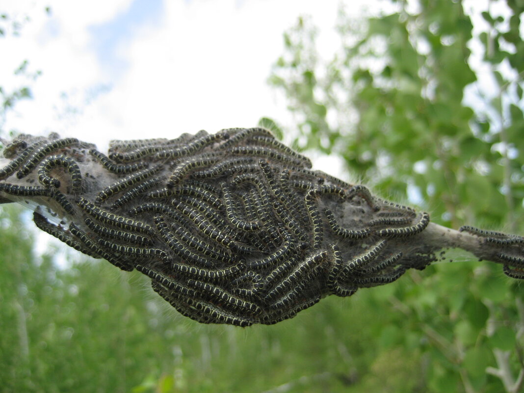 Гусеницы боярышниц - Anna Ivanova Гусеницы боярышниц - Anna Ivanova