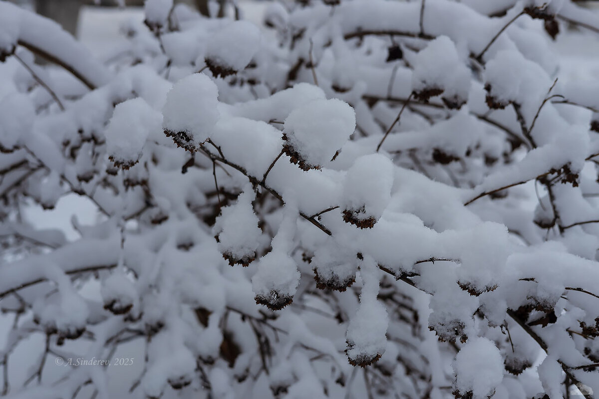 Ветки в снегу - Александр Синдерёв