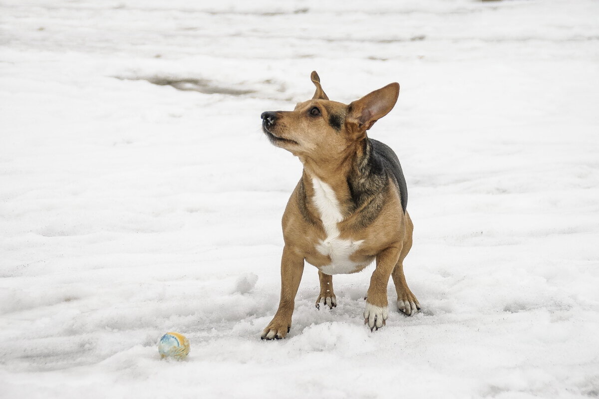 В ожидании броска - Елена Пономарева В ожидании броска - Елена Пономарева