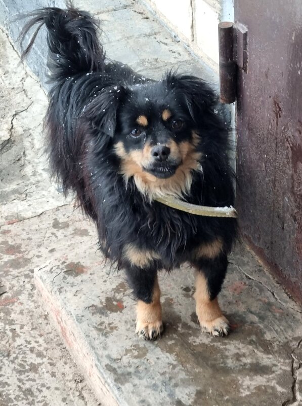 Хочет в дом... - Наталья Хочет в дом... - Наталья