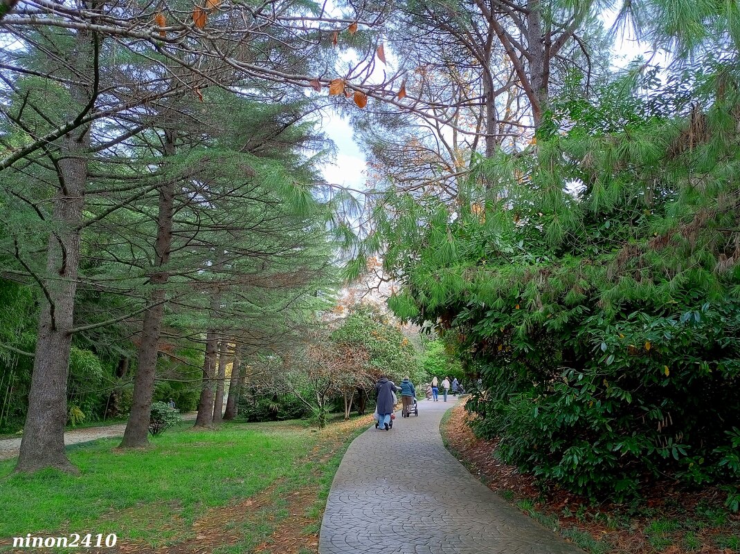 Адлер. Дендропарк "Южные культуры" - Нина Бутко Адлер. Дендропарк "Южные культуры" - Нина Бутко