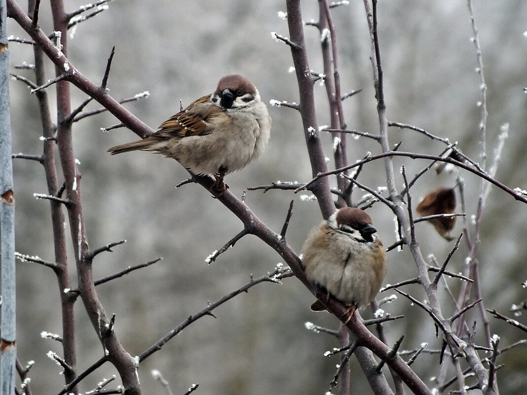 ** - Зоя Мишина ** - Зоя Мишина