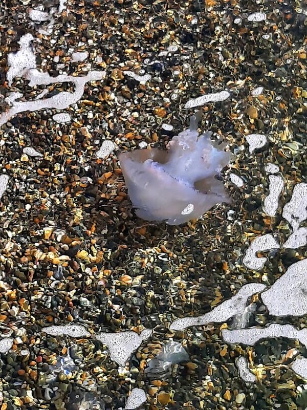 Гребневик Мнемиопсис. Январь 2025 г. Сочи - Tata Wolf Гребневик Мнемиопсис. Январь 2025 г. Сочи - Tata Wolf