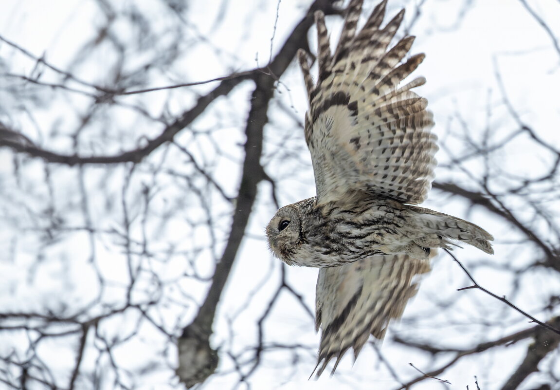 серая неясыть. - юрий макаров серая неясыть. - юрий макаров