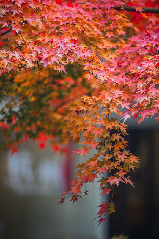 Acer palmatum, или японский клён - Дмитрий Acer palmatum, или японский клён - Дмитрий