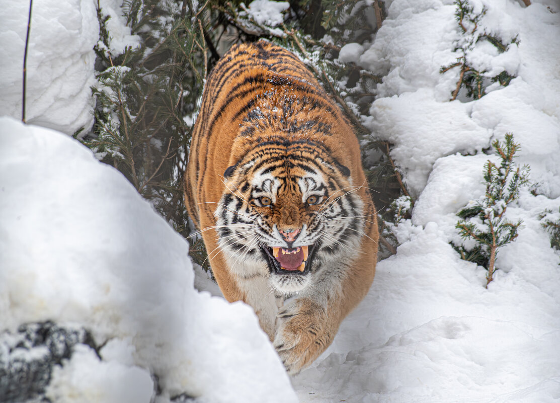 Новосибирский зоопарк имени Р.А. Шило - Михаил Измайлов