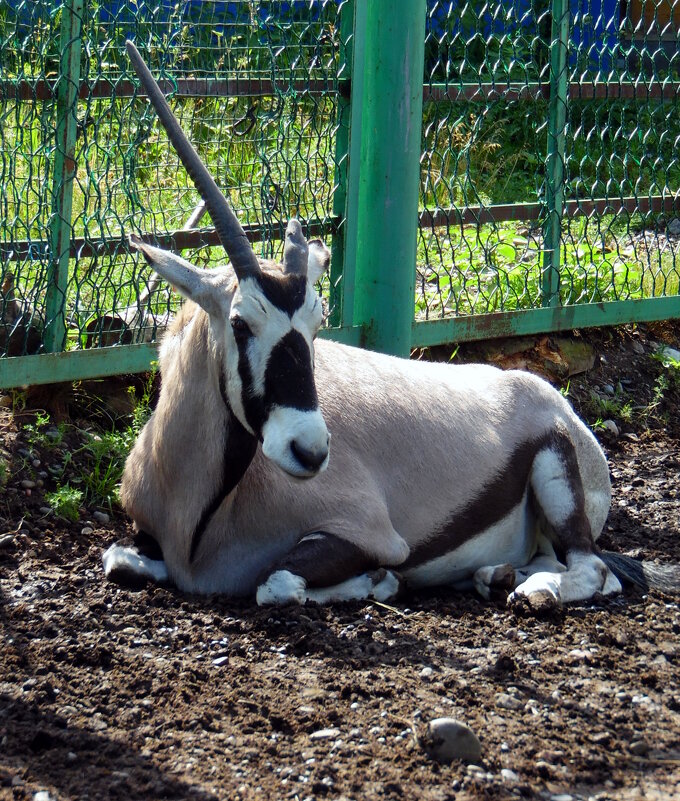 Была саблерогая,теперь однорогая. - nadyasilyuk Вознюк Была саблерогая,теперь однорогая. - nadyasilyuk Вознюк