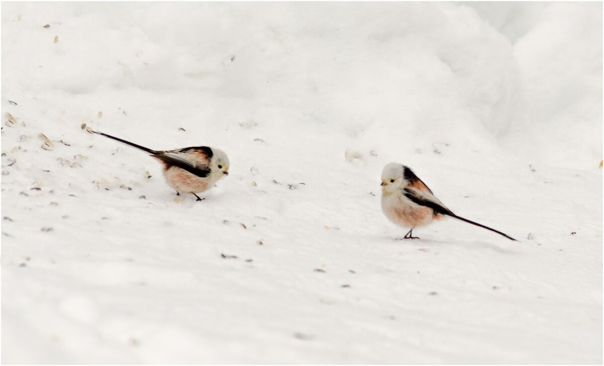 Длиннохвостые синицы (ополовники) - Валентин Котляров Длиннохвостые синицы (ополовники) - Валентин Котляров