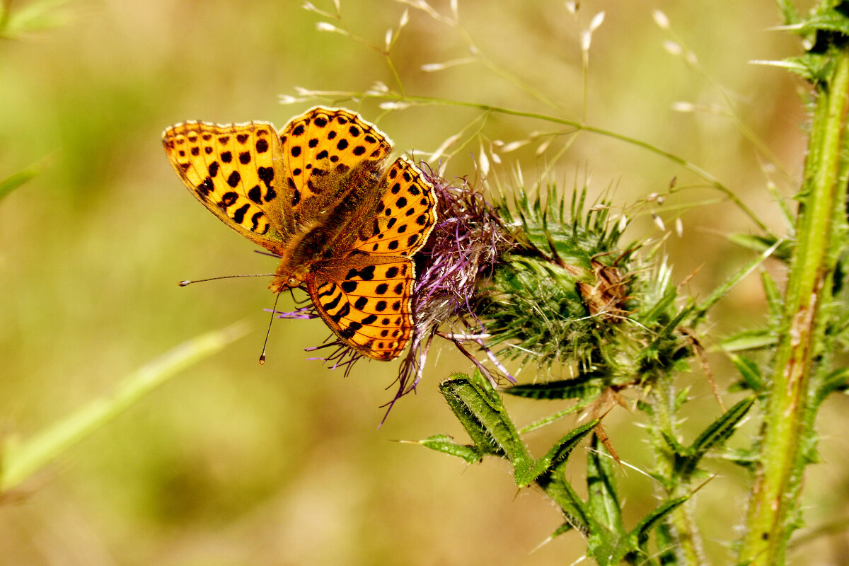опять про бабочек 338 - Александр Прокудин опять про бабочек 338 - Александр Прокудин