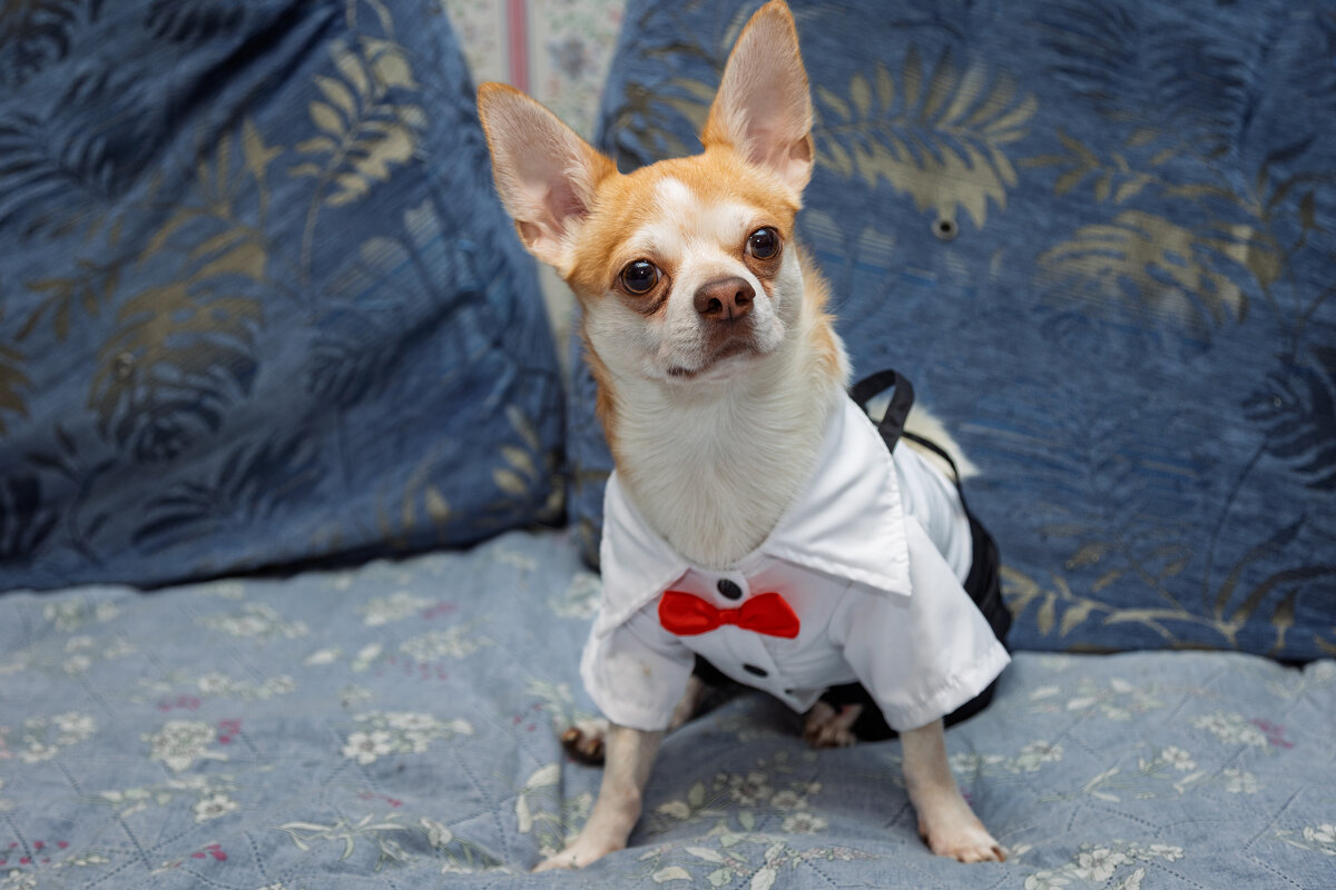 Макс. День рождения-3 года. - Борис Калитенко Макс. День рождения-3 года. - Борис Калитенко