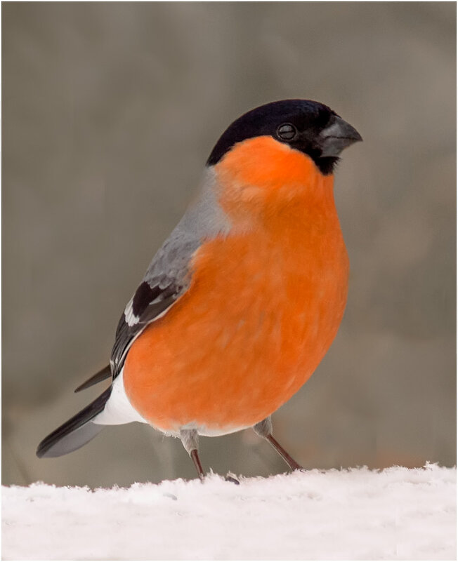 Снегирь (самец) - Валентин Котляров Снегирь (самец) - Валентин Котляров