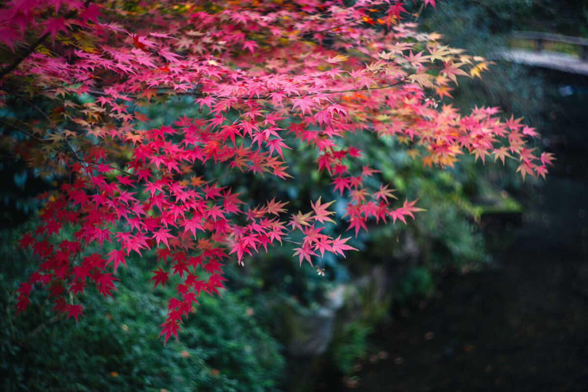 Осень - Дмитрий 