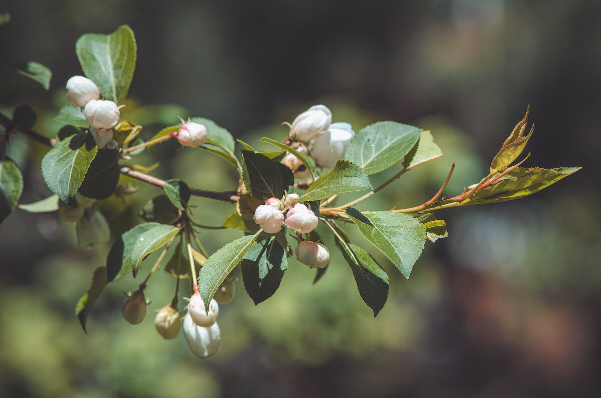 *** - Виктор Иванович Чернюк *** - Виктор Иванович Чернюк