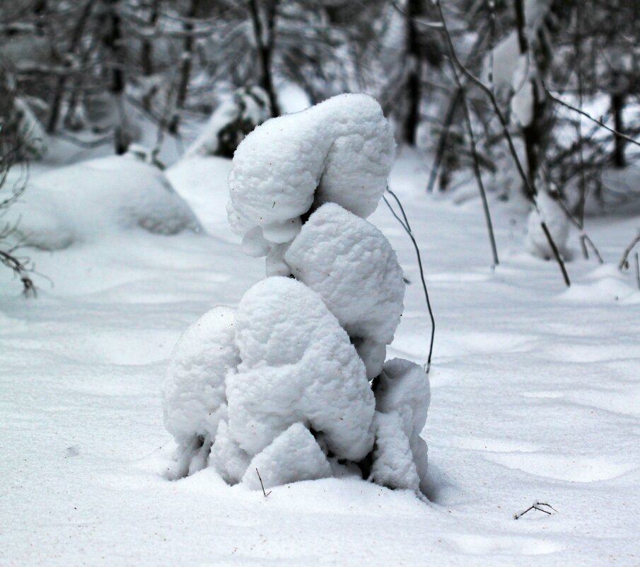 Мороз надежно укутал снежком - Любовь Сахарова