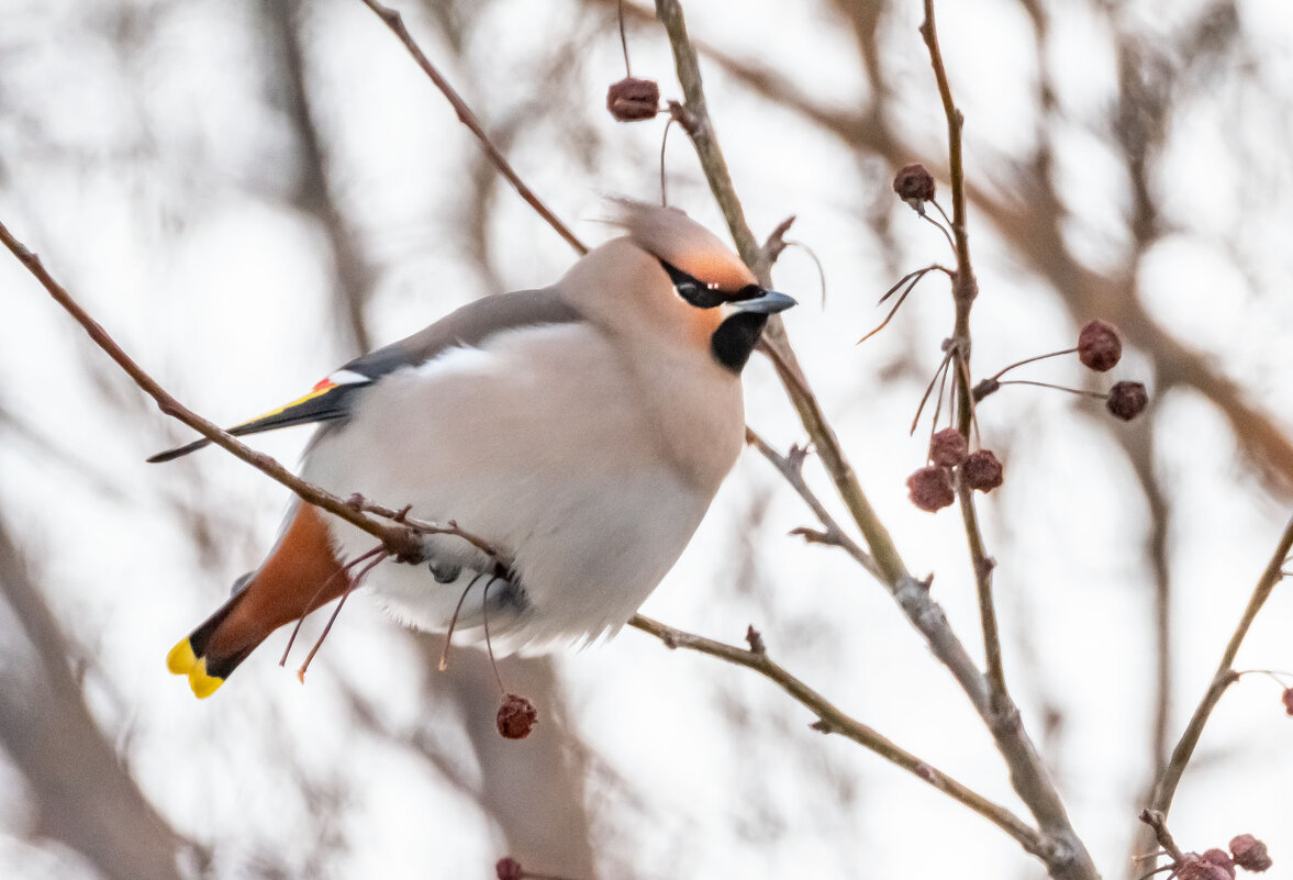 Свиристель - Олег Мартоник Свиристель - Олег Мартоник