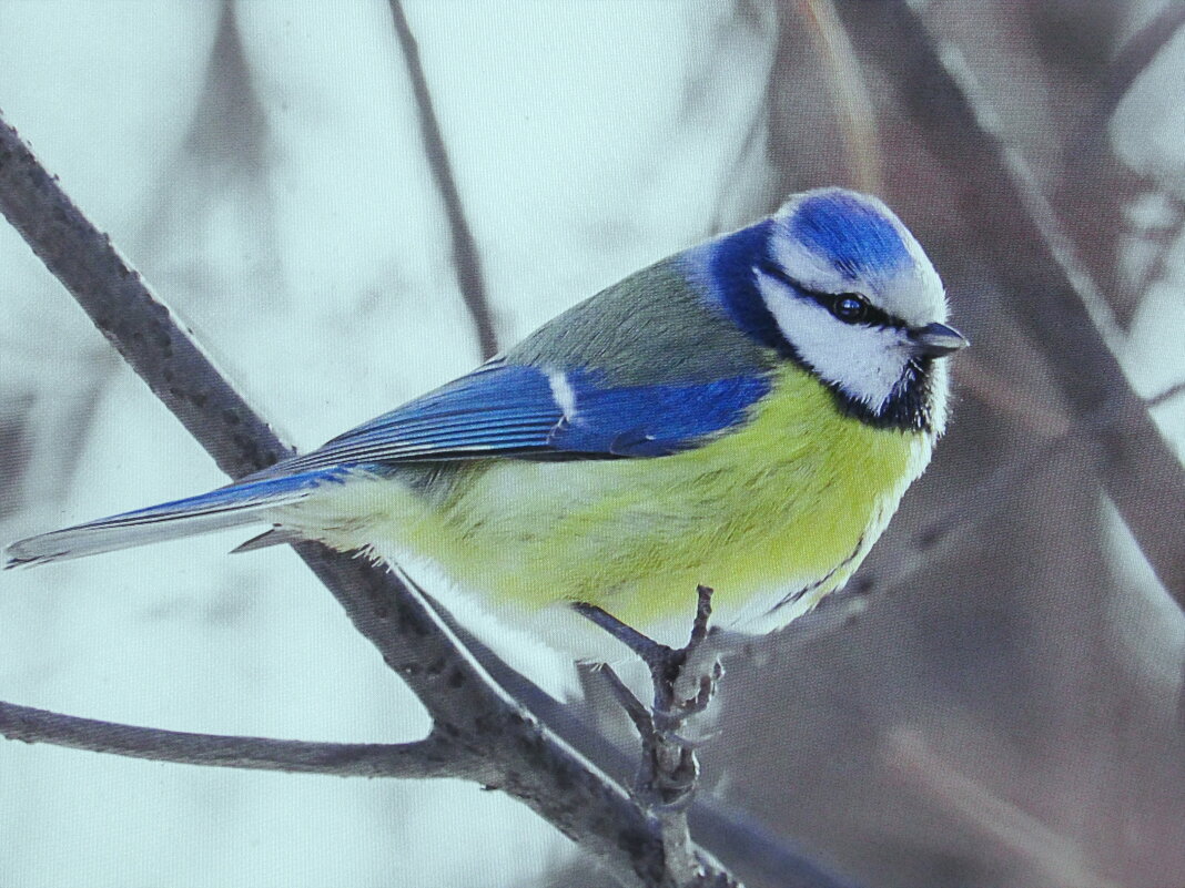 Красавица лазоревка - Людмила Смородинская Красавица лазоревка - Людмила Смородинская