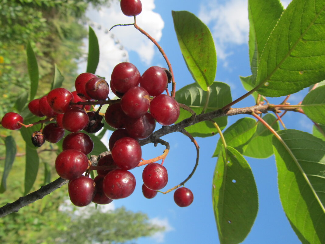 август на Урале - Елена Шаламова август на Урале - Елена Шаламова