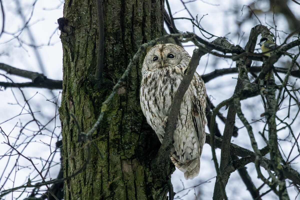 серая неясыть. - юрий макаров