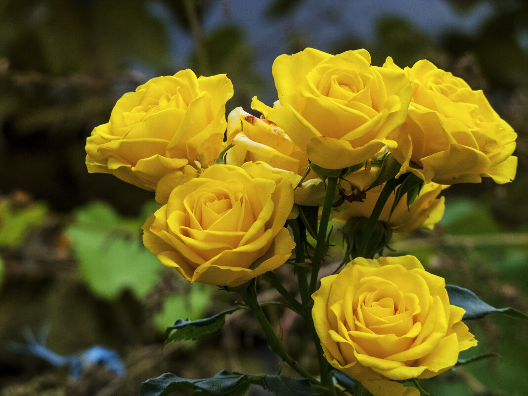 Букет - Валентин Семчишин Букет - Валентин Семчишин