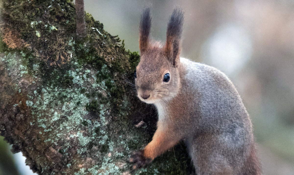 *** - Владимир Безбородов