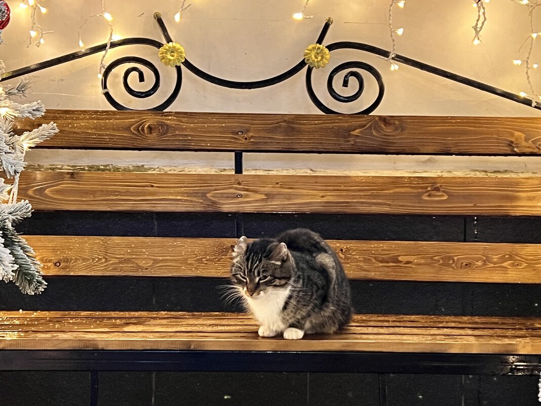 Зеленоградский котик. - Валерия Комова Зеленоградский котик. - Валерия Комова