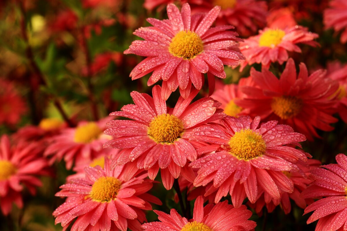 Доброе утро - Юрий. Шмаков Доброе утро - Юрий. Шмаков