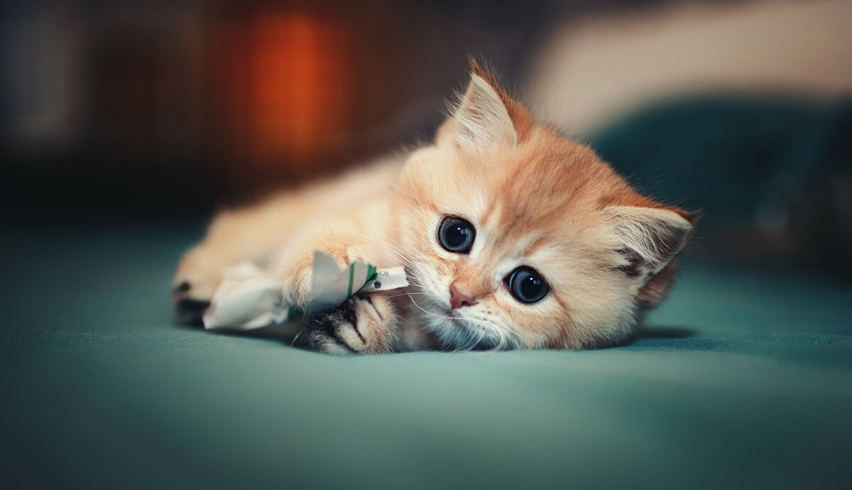 Игрун - Лилия . Игрун - Лилия .