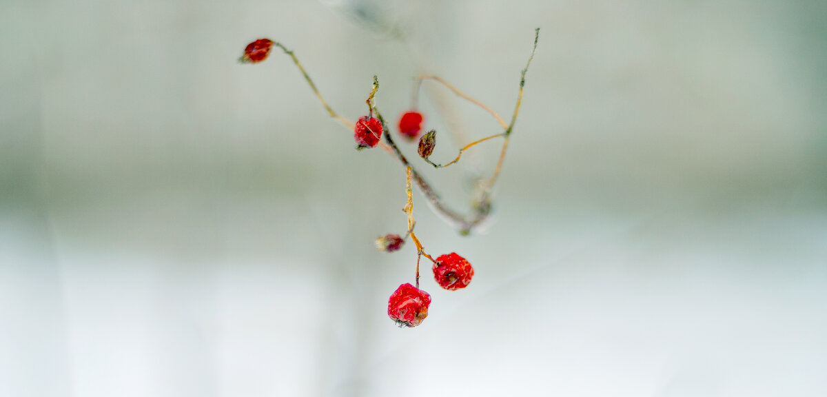 Зимние цветы - А кузнецов Зимние цветы - А кузнецов