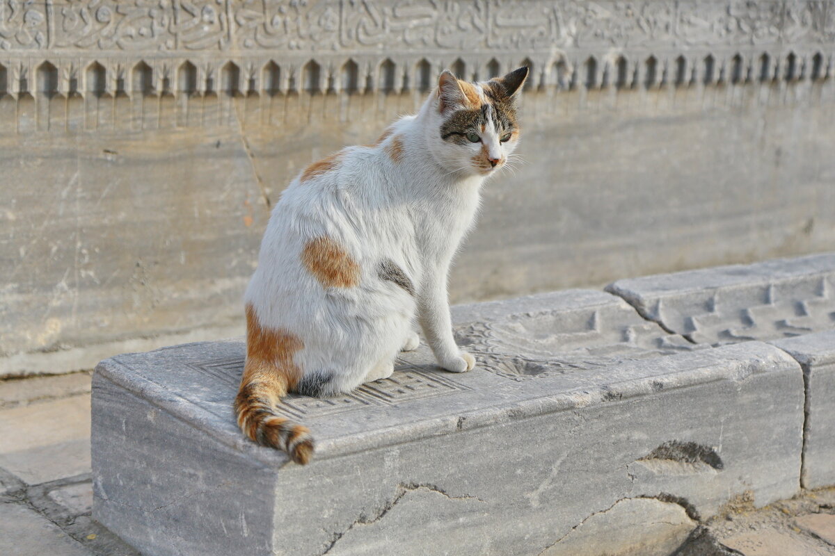 про кошку уличную самаркандскую... - Andrey Bragin про кошку уличную самаркандскую... - Andrey Bragin